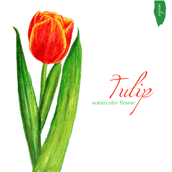 tulipano Fiore acquerello 