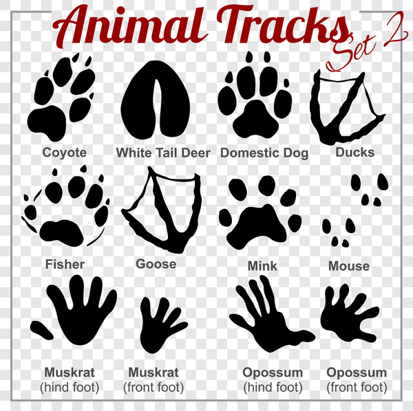 tracks animals 