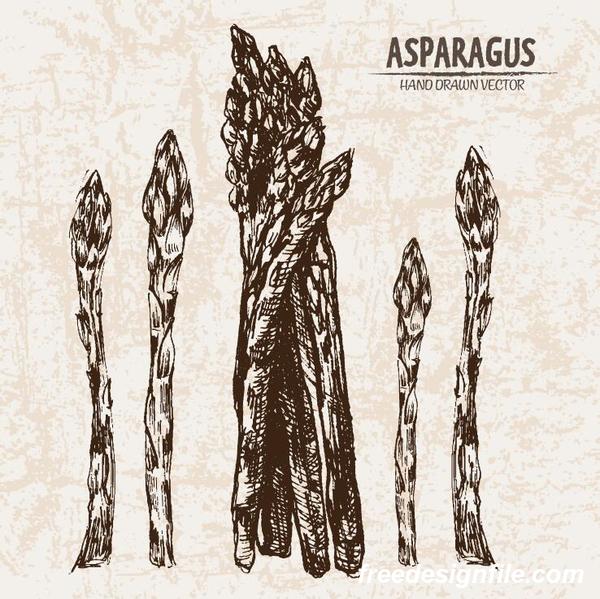 Hand drawing asparagus 
